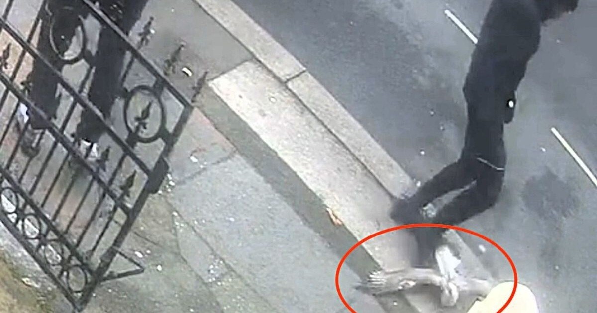 Британец затоптал чайку и попал в тюрьму