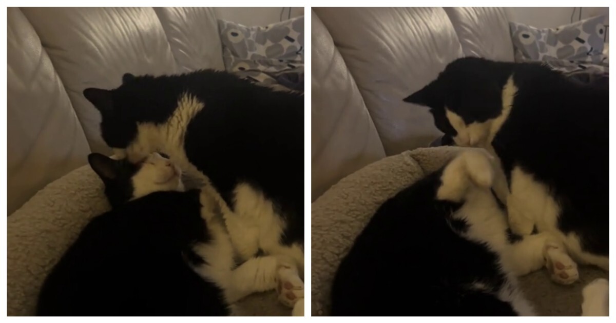 Пушистая бабушка ухаживает за внуком