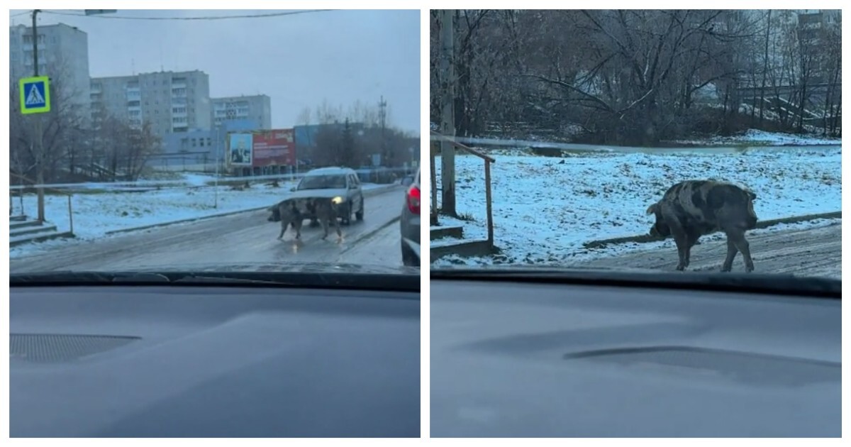Свинья, которая знает ПДД лучше некоторых людей