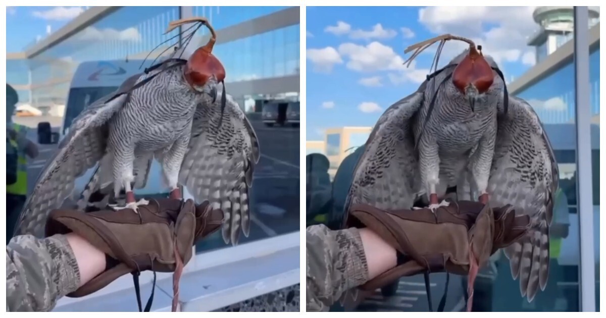 Живой страж взлетной полосы