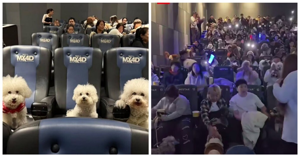 В кинотеатрах в Китае зрителей пускали в зал с собаками