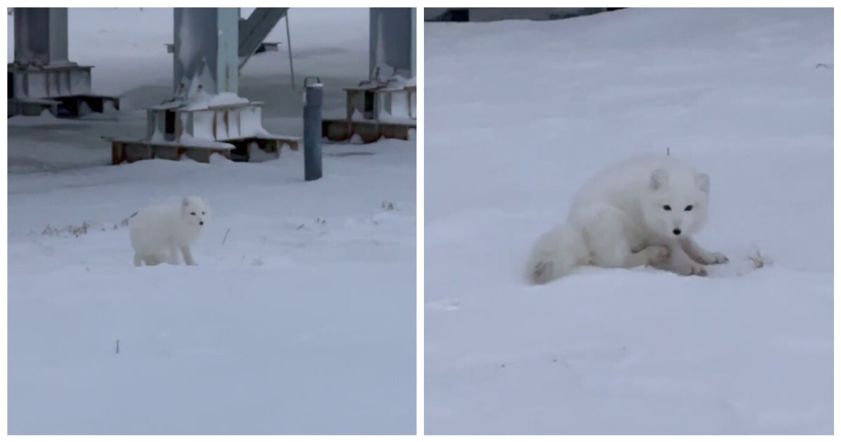 Игривый песец