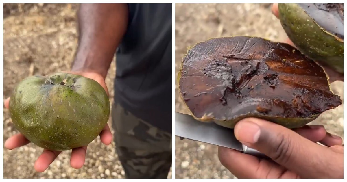 Чёрная сапота — фрукт, который называют «шоколадным пудингом»