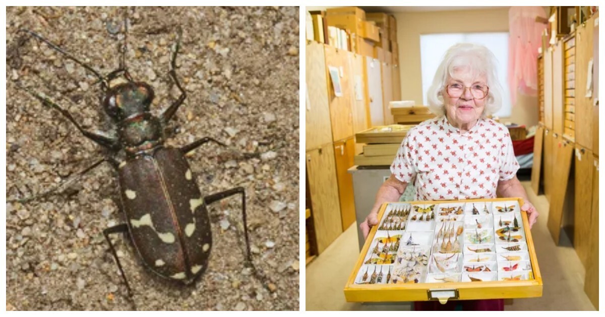 От живого «гвоздя» в пятке до пожилой личинки: 10 невероятных рекордов мира насекомых