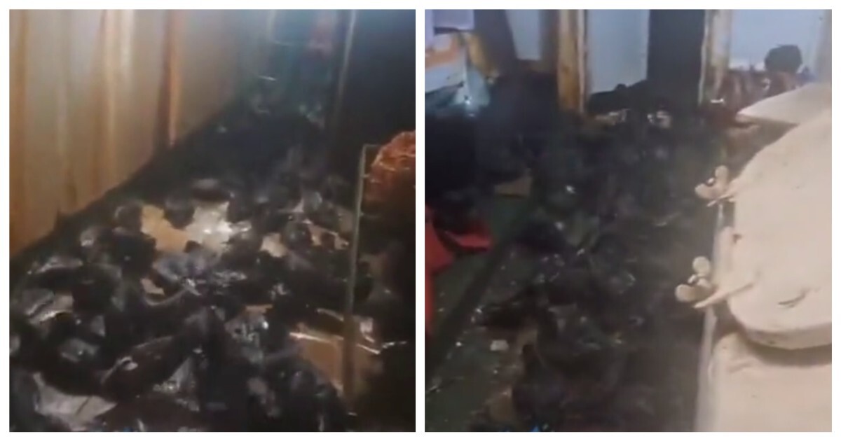 Птицы оккупировали судно в Хабаровском крае