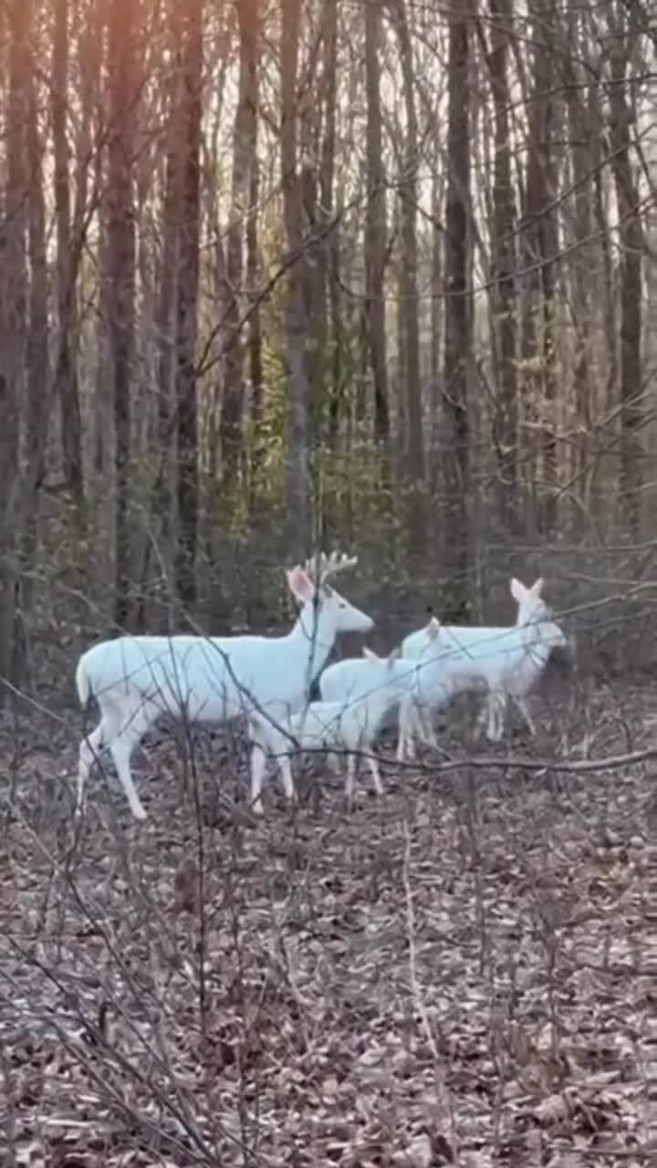 Альбиносы