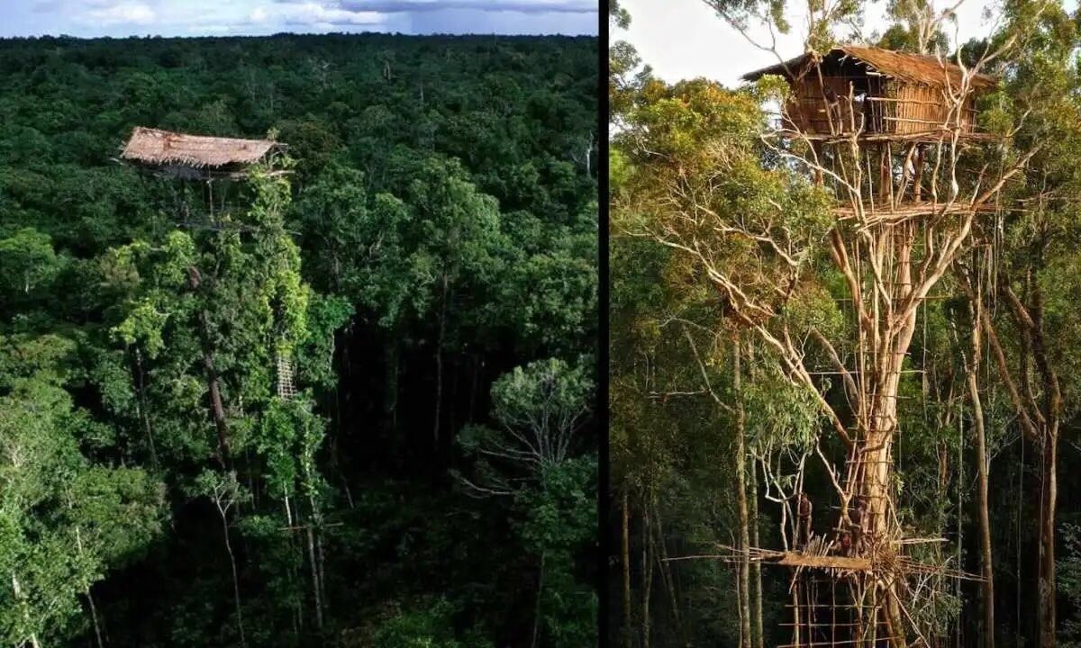 Народ короваи и их «дома на деревьях» в джунглях Папуа