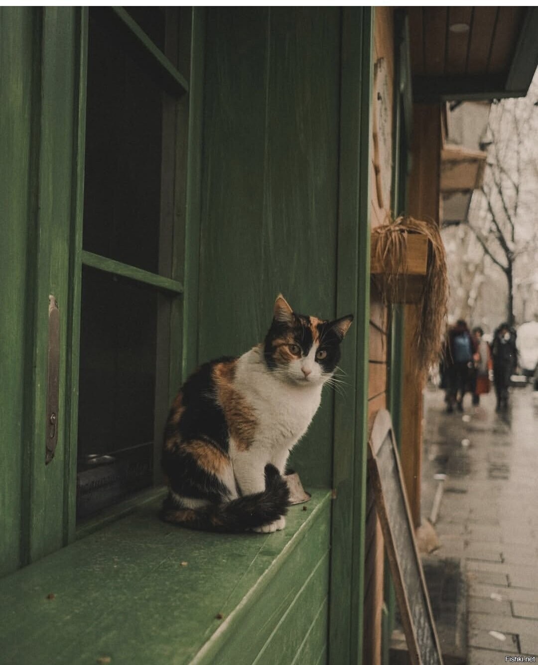 Солянка