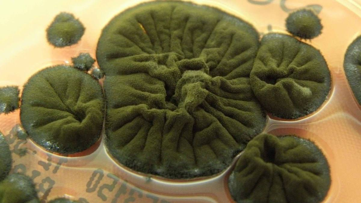 В Чернобыле нашли черный гриб, который питается радиацией