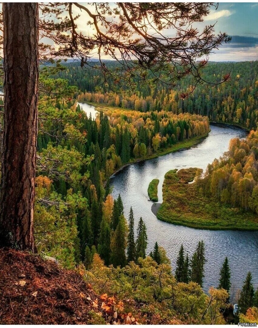 Солянка