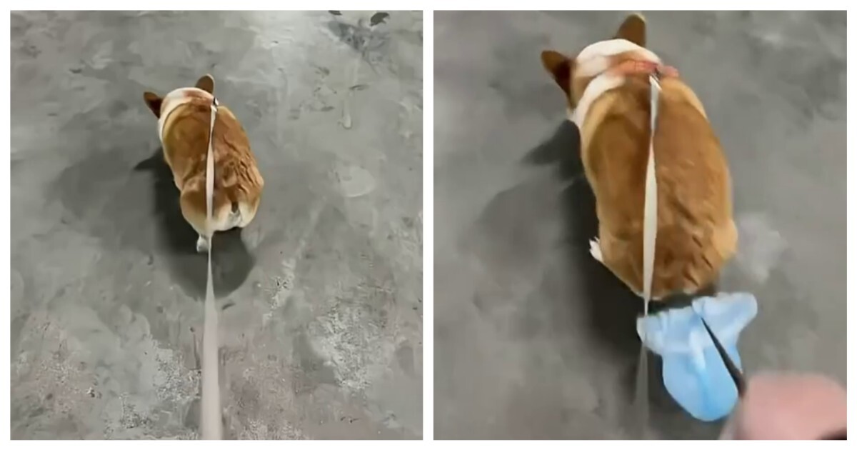 Опытный собачник