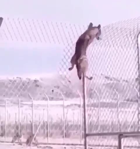 Хитрожопый волчара