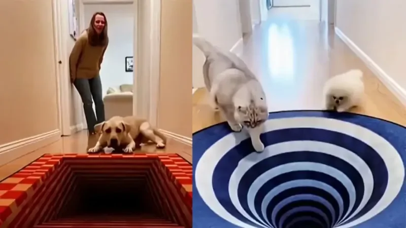 Забавные реакции домашних животных на 3D-ковры с оптической иллюзией