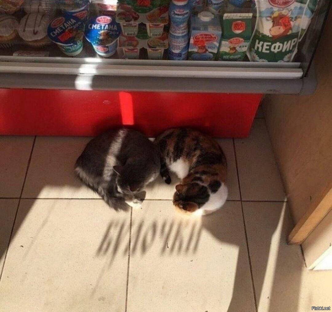 Солянка