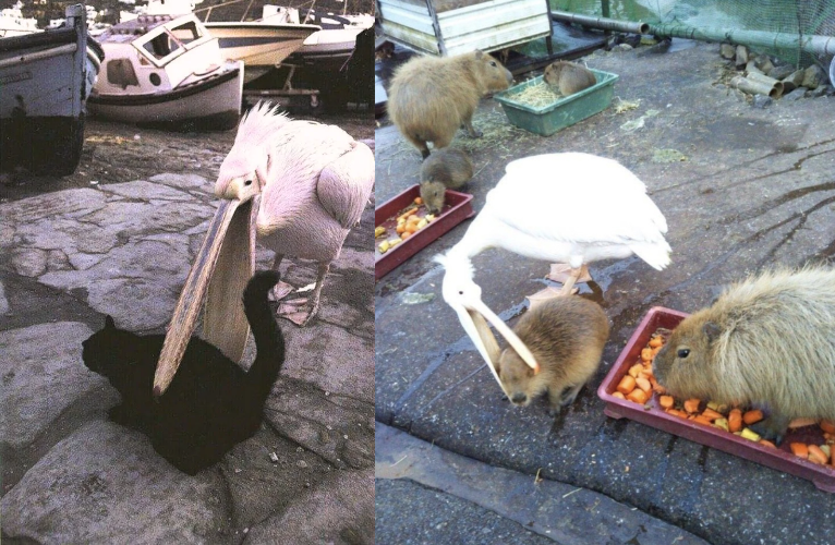 Американский белый пеликан: клюв этой птицы — бездонная пропасть!