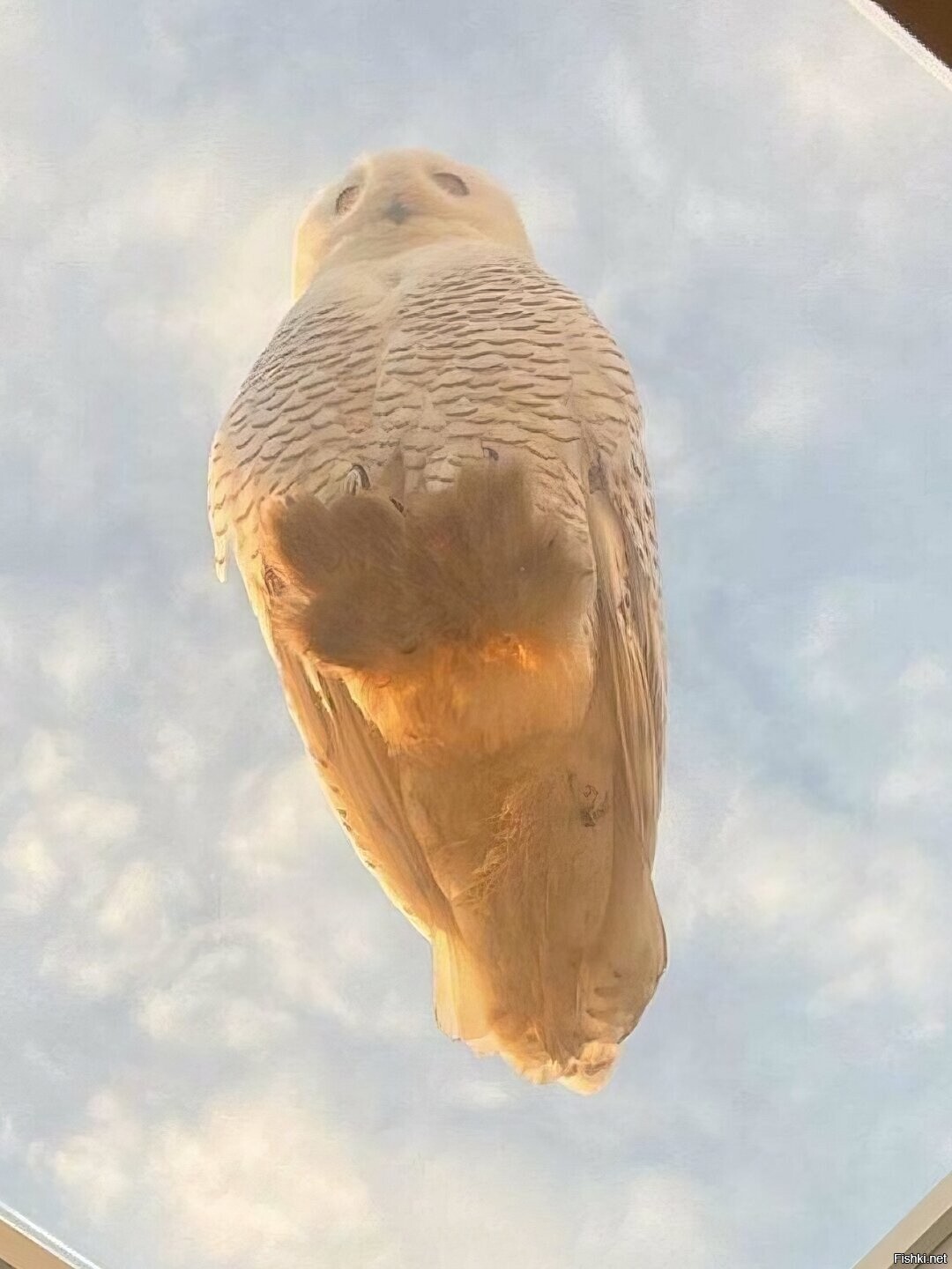 Окно на крыше