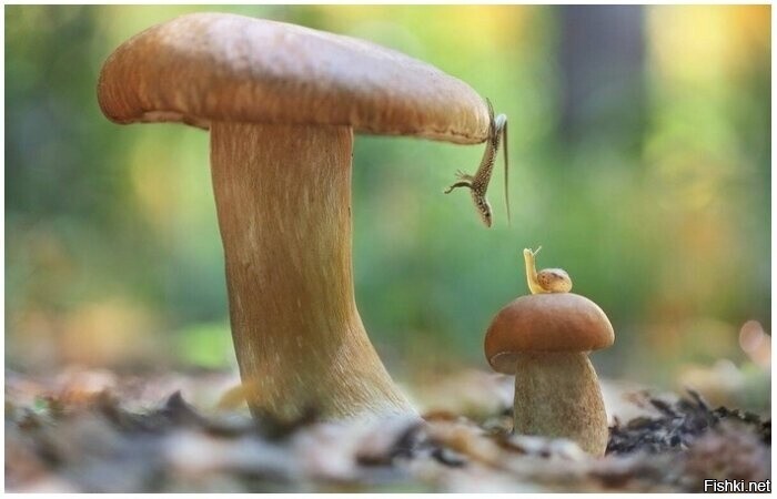Солянка