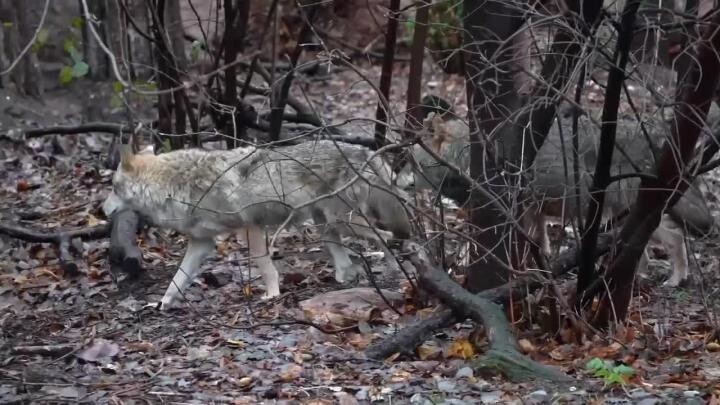 А Рада рада?