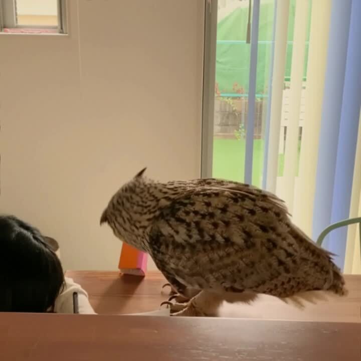 Пернатый "котик")