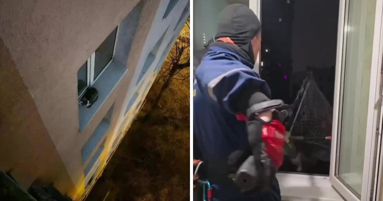 Везучий Маркиз: в Москве спасли кота, упавшего с высоты