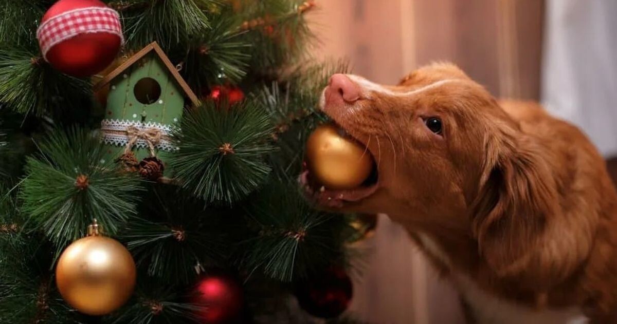 Собаки против новогодних елок