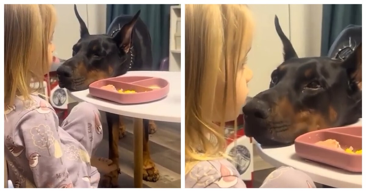 Профессиональный попрошайка за работой