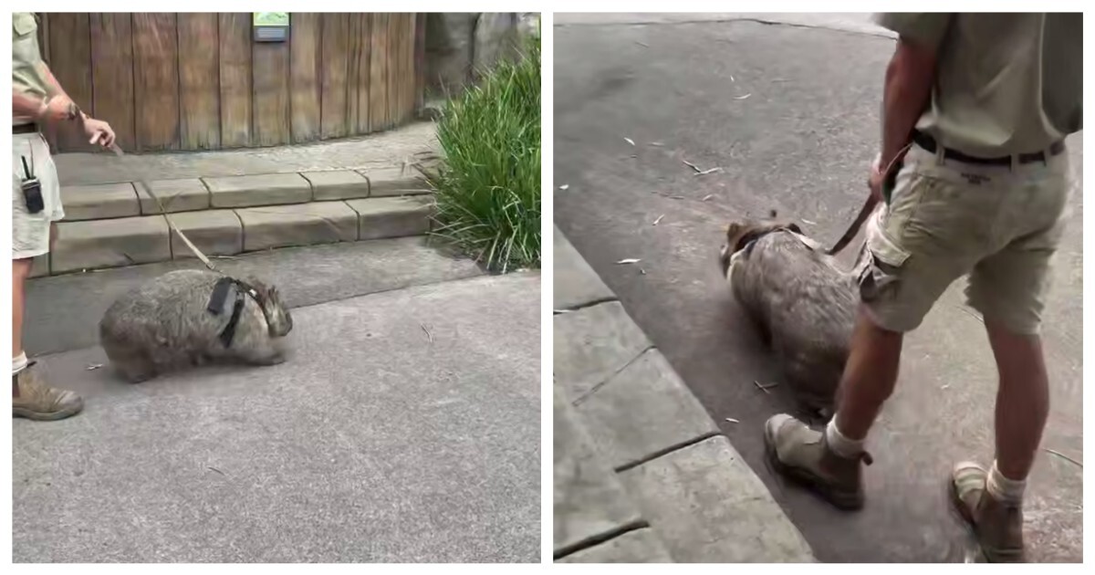 В Австралии наняли людей, которые гуляют с вомбатами