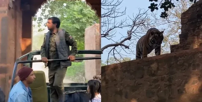 Тигр перепугал туристов своим появлением