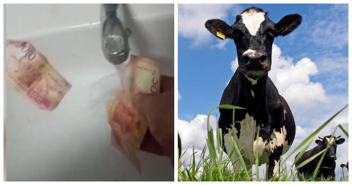 Башкирский фермер разделал корову и&nbsp;нашел внутри кошелек с&nbsp;деньгами