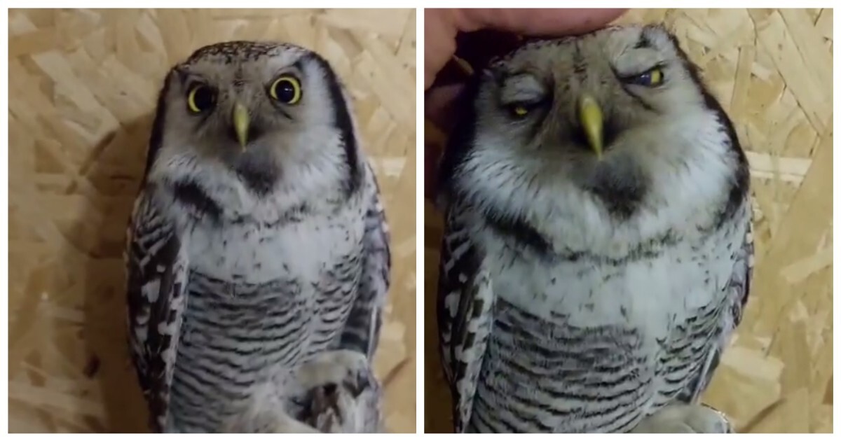 Сова любит, когда ей чешут голову