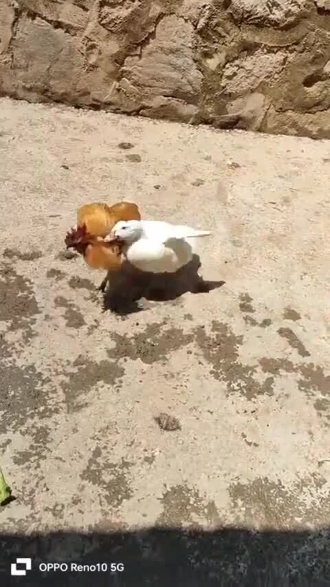 У Скруджа хватка крепче