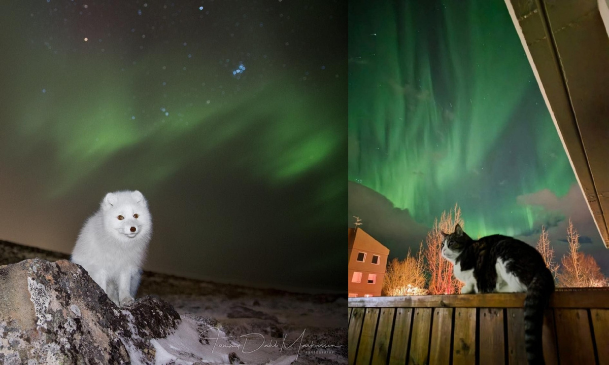 Как северное сияние влияет на поведение животных?