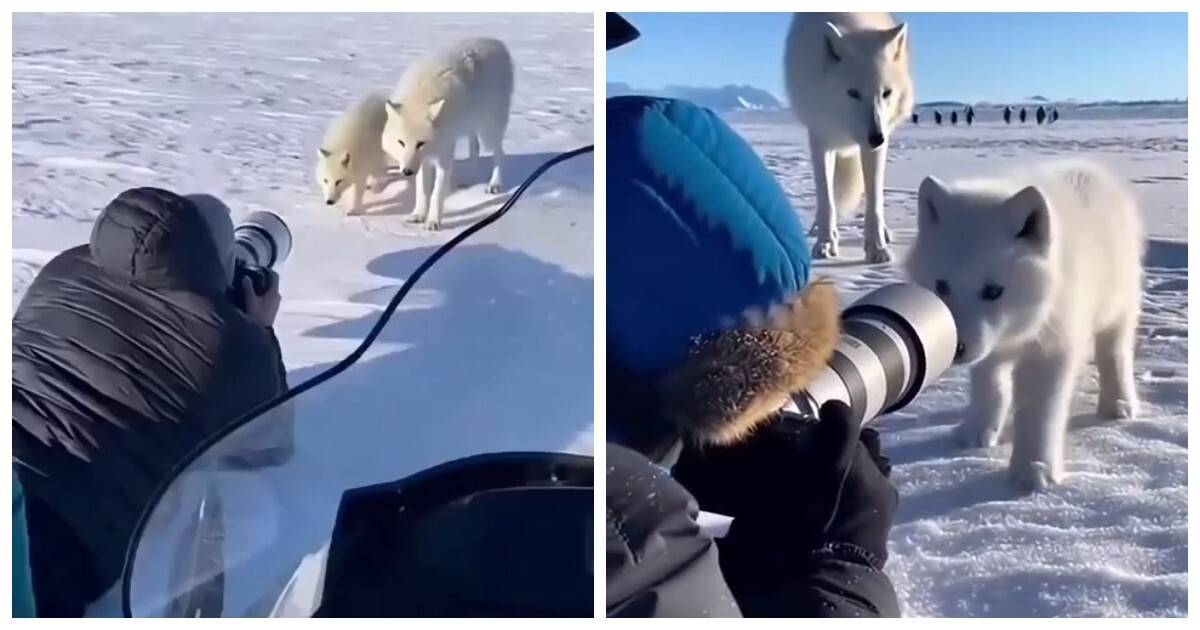 Уникальные кадры полярной семьи в арктических просторах