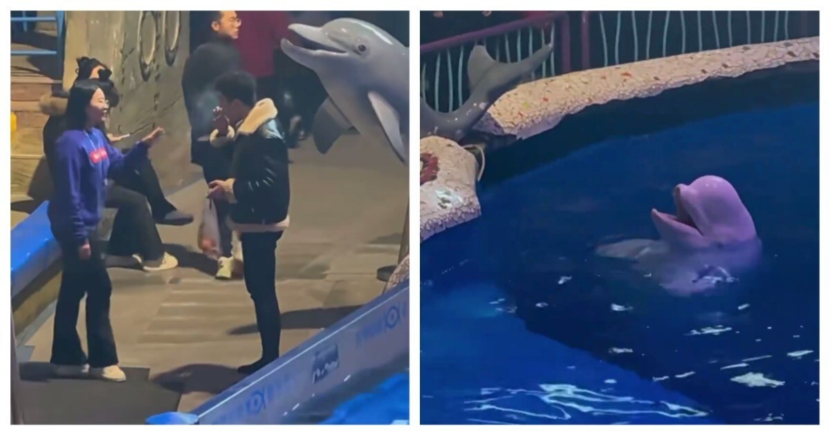 Белуха затушила сигарету курильщика в Китае