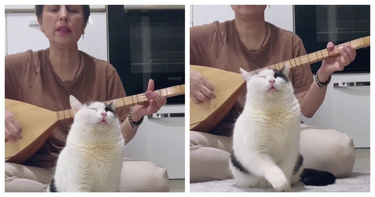 Кот обрёл внутренний покой