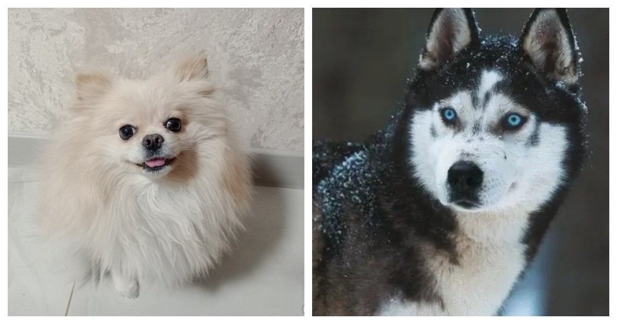 Помесь померанского шпица и хаски