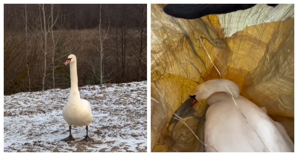 Жители Татарстана спасли лебедя с травмированным крылом