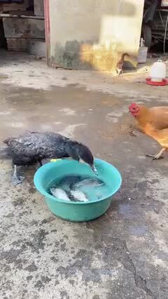 И кто теперь баклан
