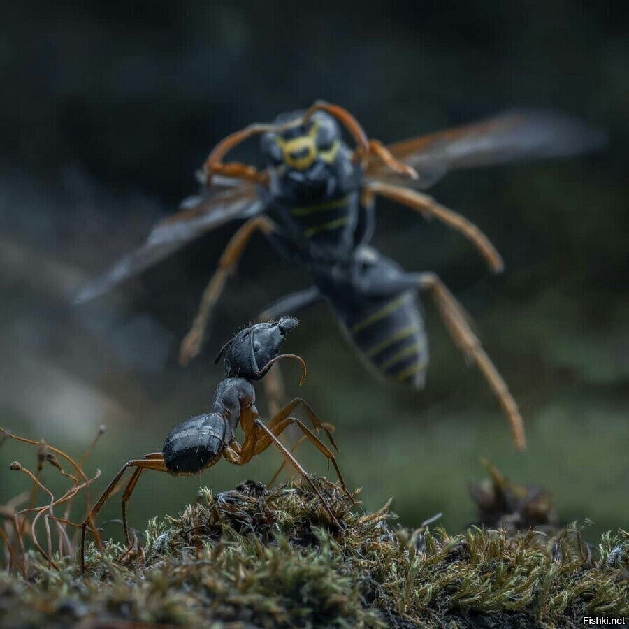Солянка