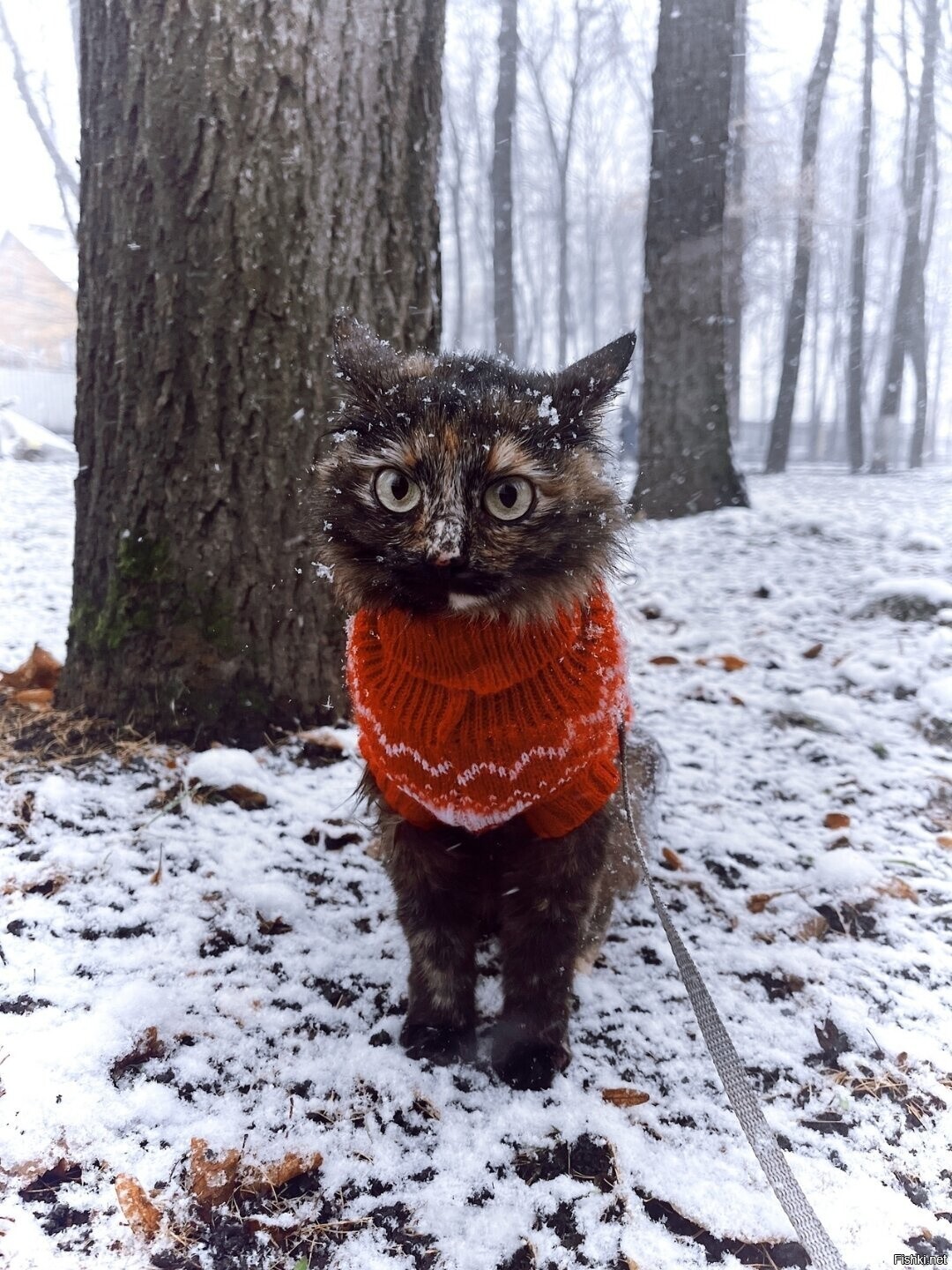 Солянка