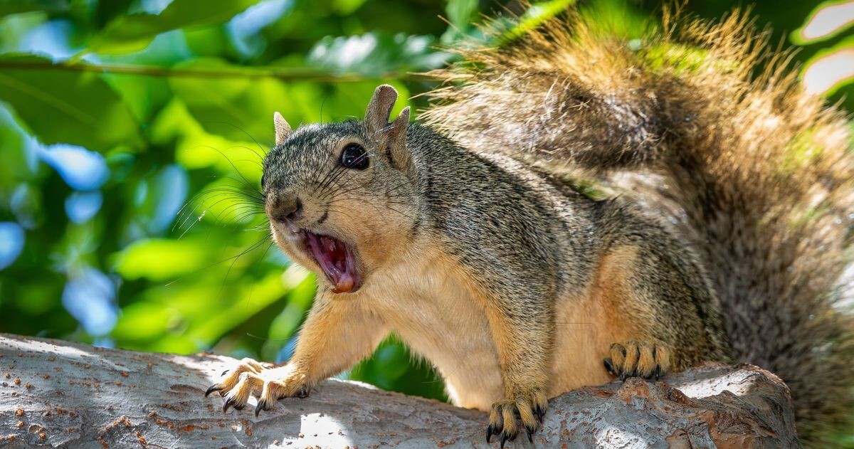 Белки атакуют