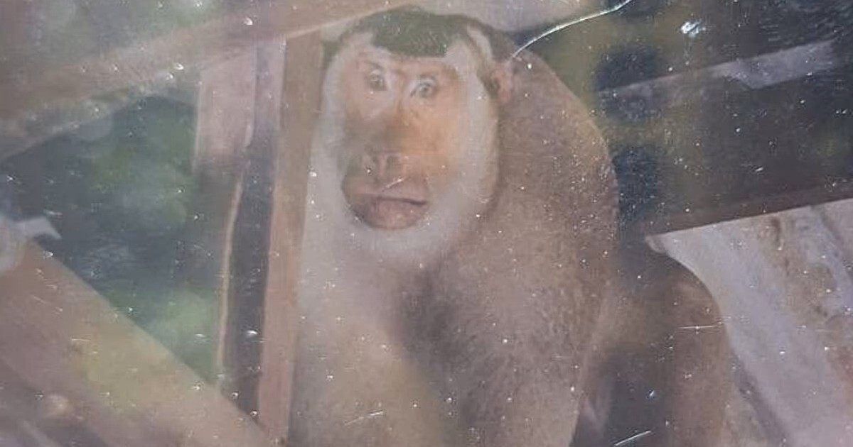 В Таиланде дикая мартышка загрызла пенсионера