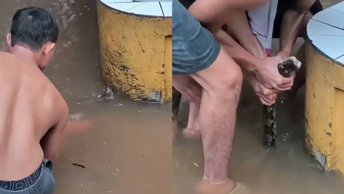 В Таиланде поймали гигантского питона на затопленной улице