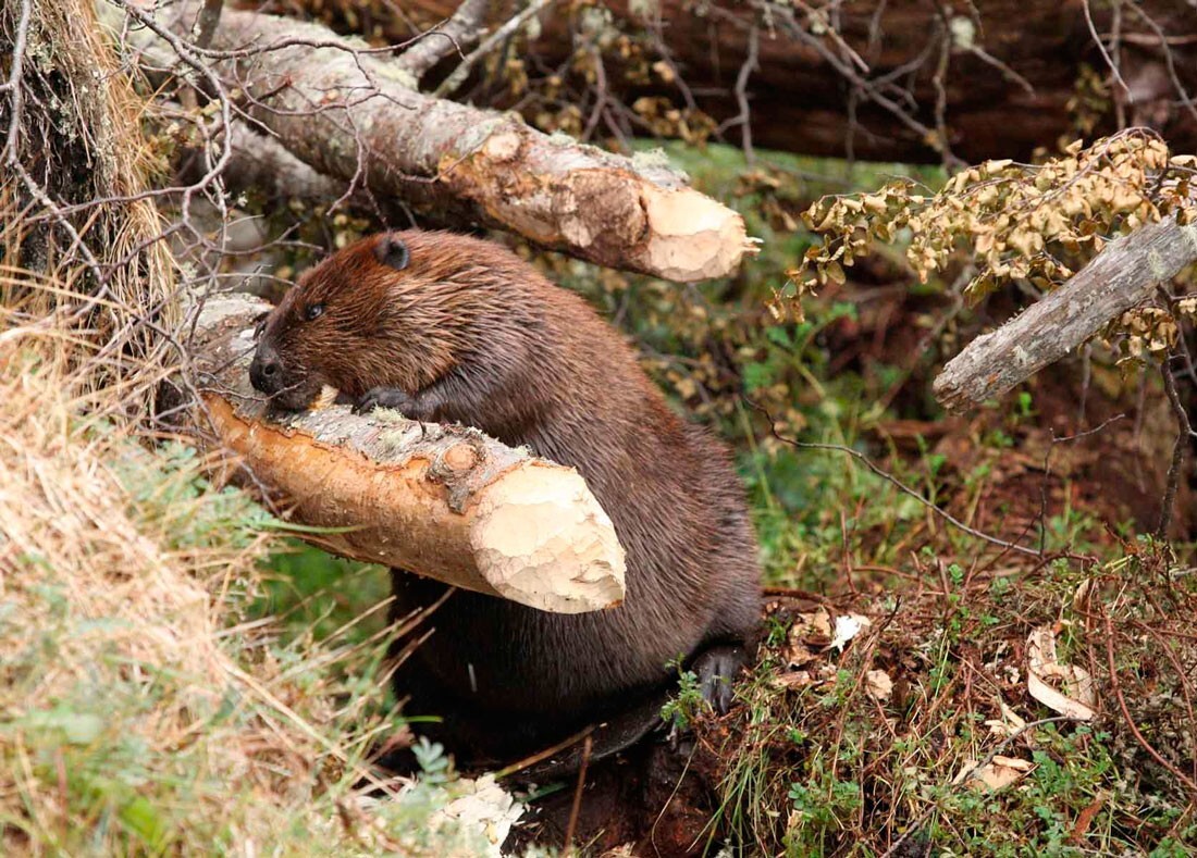 Как бобры помогают в борьбе с пожарами