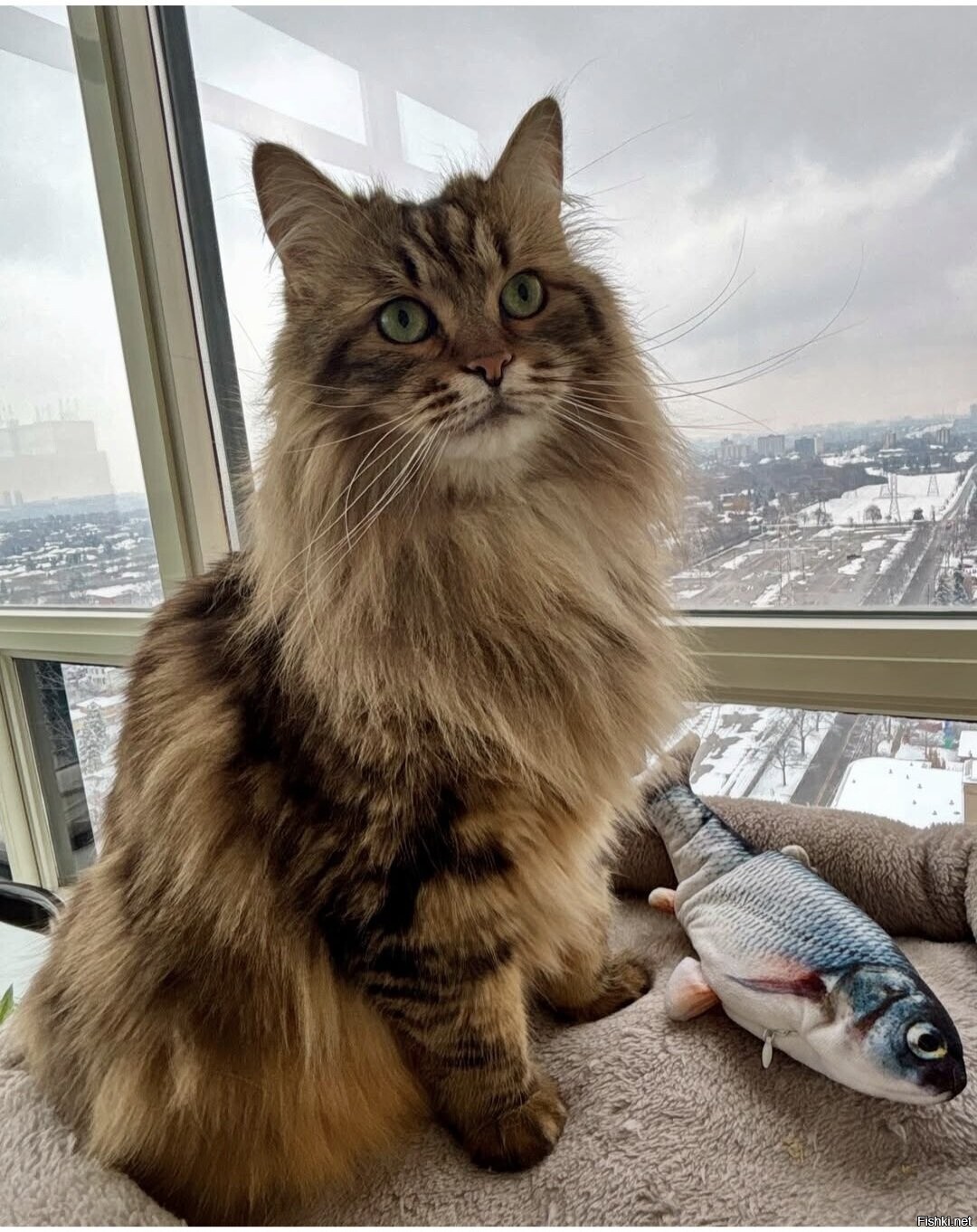 Солянка