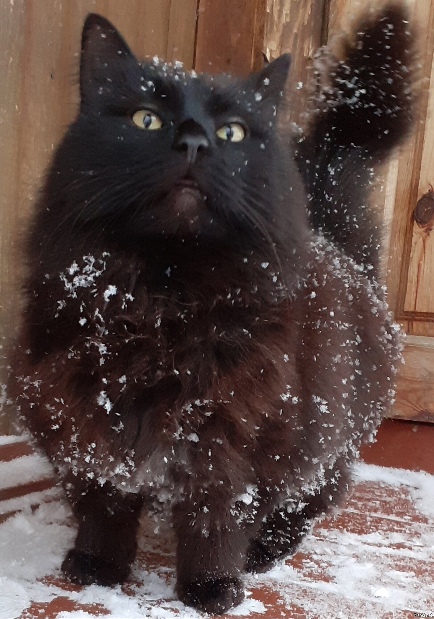 Солянка