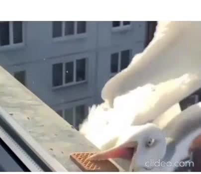 Ворона и Чайка
