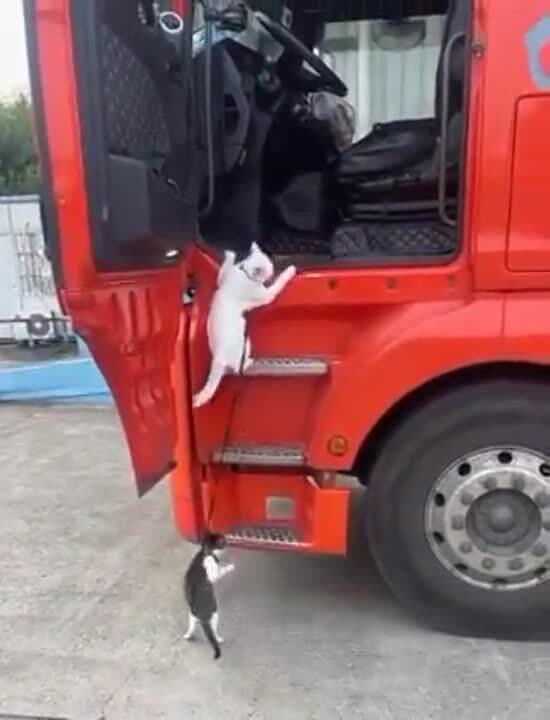 Связанные одной цепью