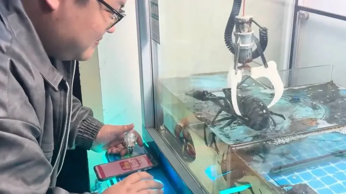 В Китае вместо игрушек в автомате — живые лобстеры