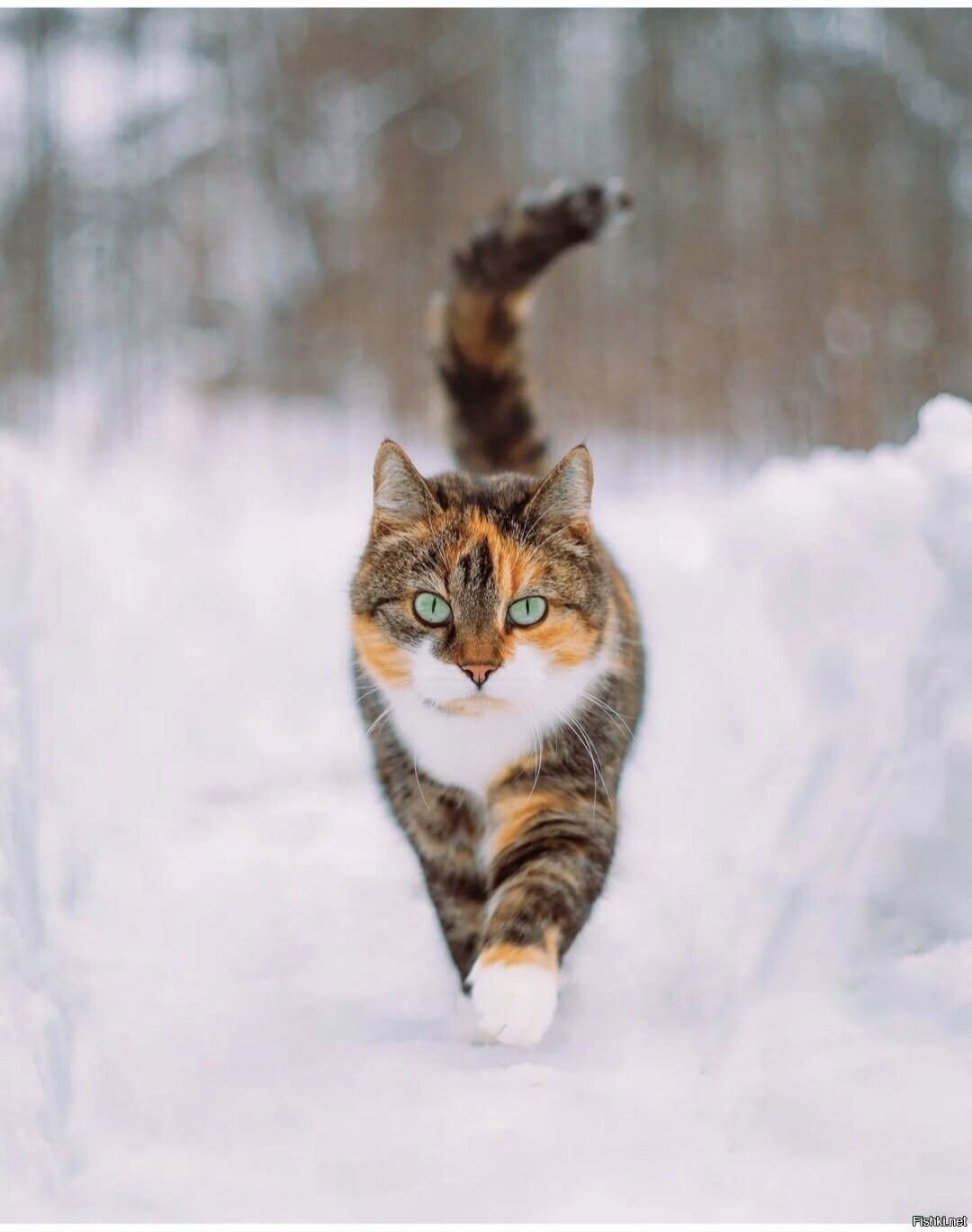 Солянка